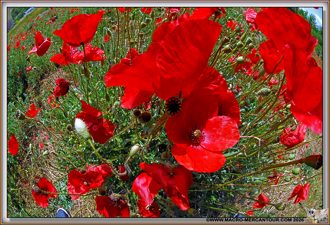 Coquelicots